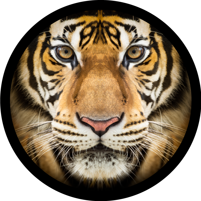 Realistisk tigerdjurmatta - Tenstickers