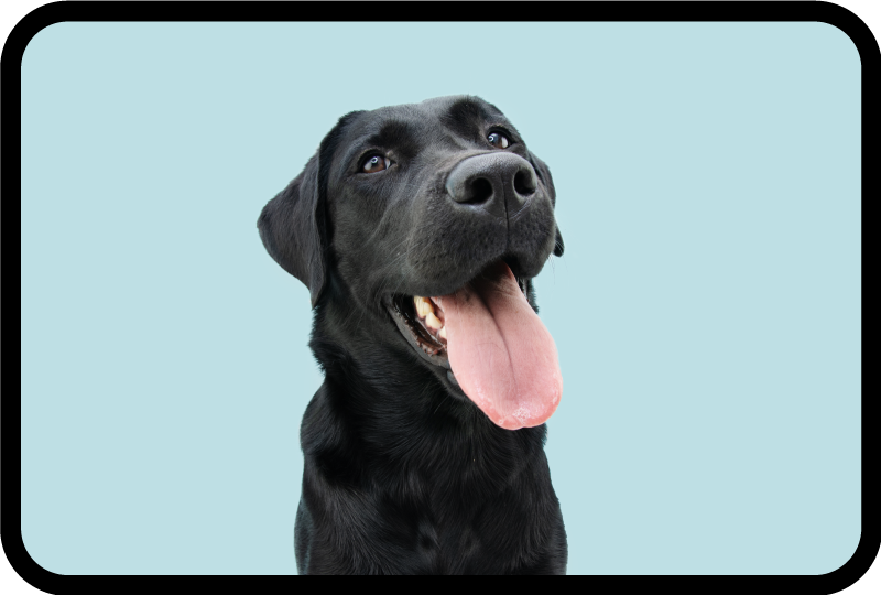 Leende hund söt djur matta - Tenstickers