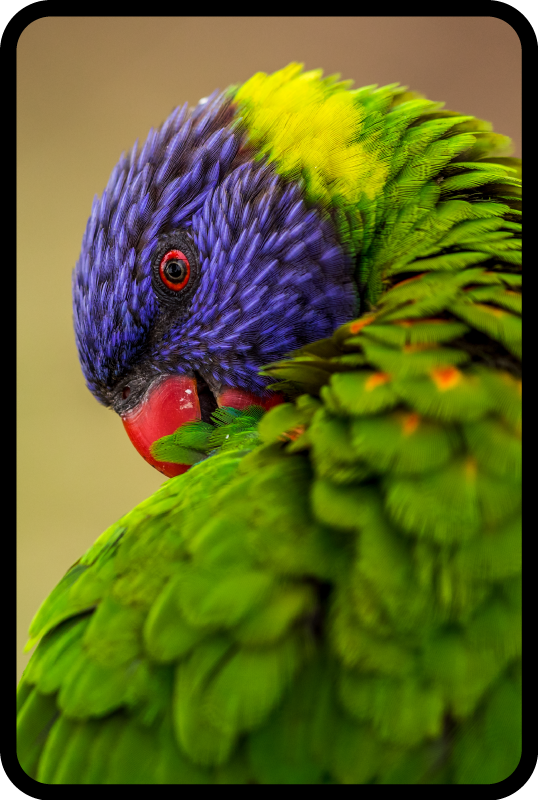 Färgglatt papegojeporträtt Vinylmatta djur - Tenstickers