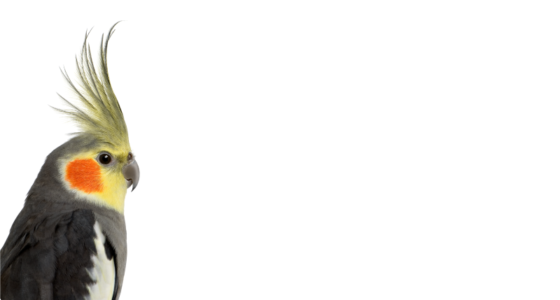 Nymfparakit silhuett Vinylmatta djur - Tenstickers