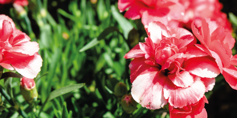 Rosa blommor och grönska Vinylmatta blommor och växter - Tenstickers