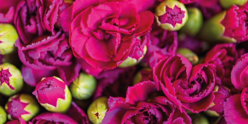 Livfulla blommiga blomster Vinylmatta blommor och växter - Tenstickers