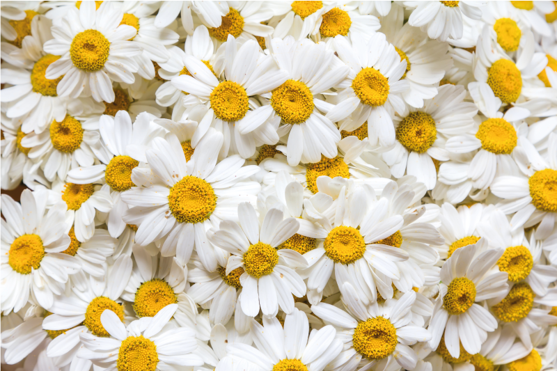 Daisy blommor bild blommor matta - Tenstickers