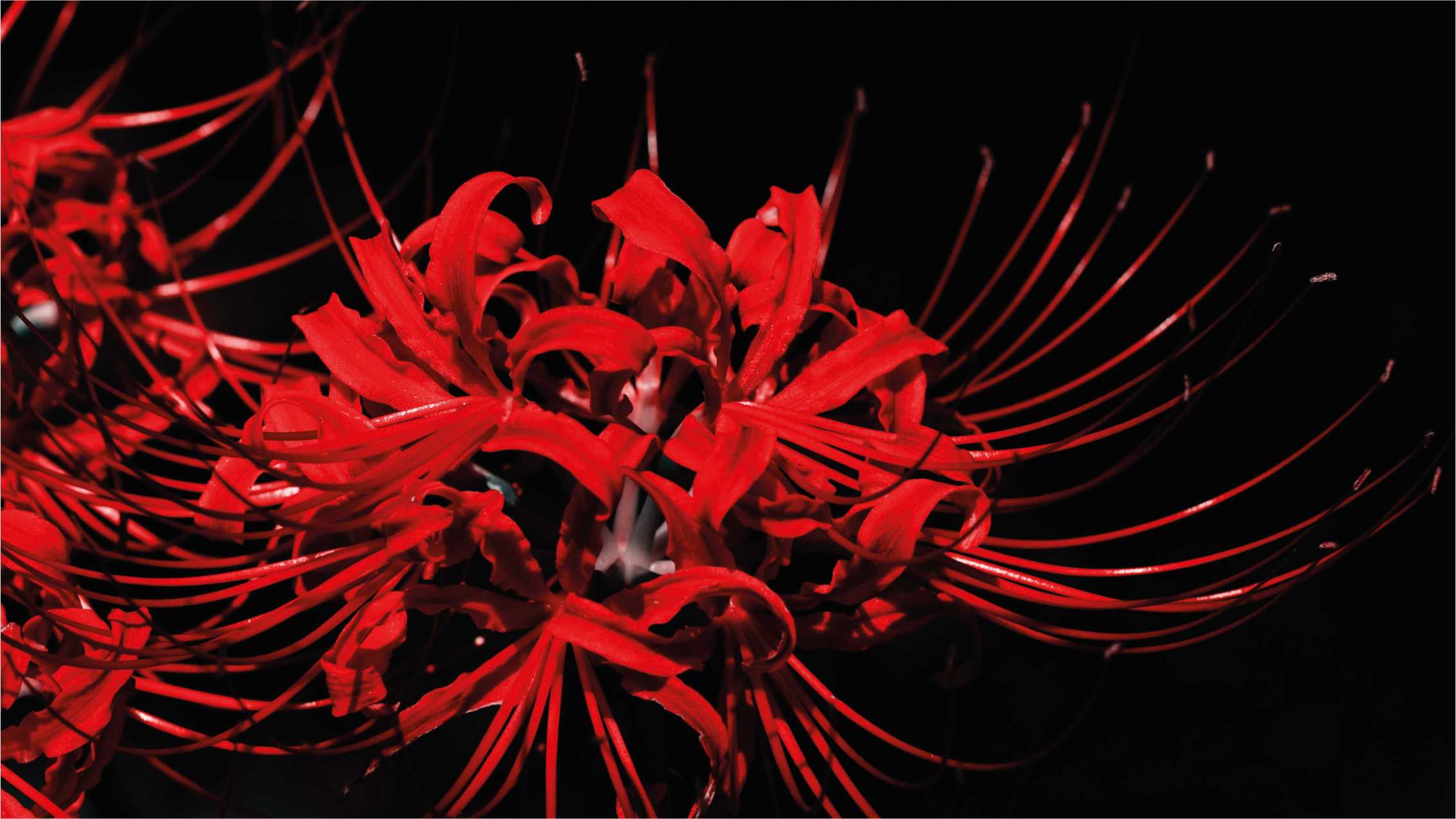 Röd blommig utbrott Vinylmatta blommor och växter - Tenstickers