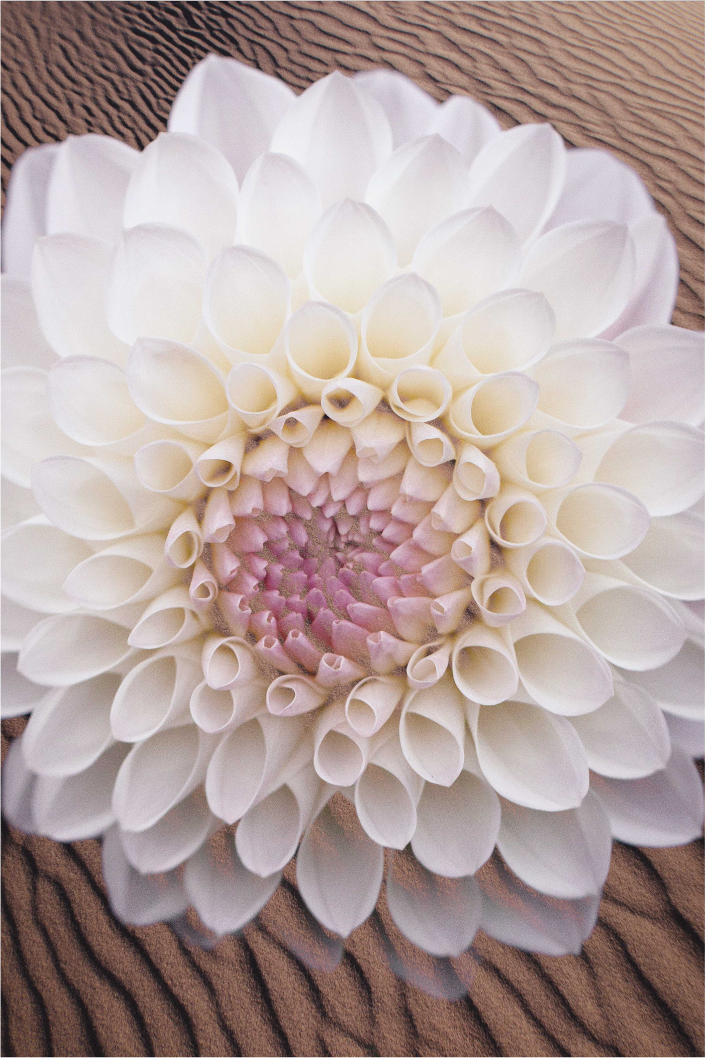 Graciös blomkomposition Vinylmatta blommor och växter - Tenstickers