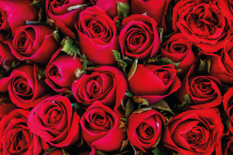 Röda rosor mönster natur vinyl matta - Tenstickers