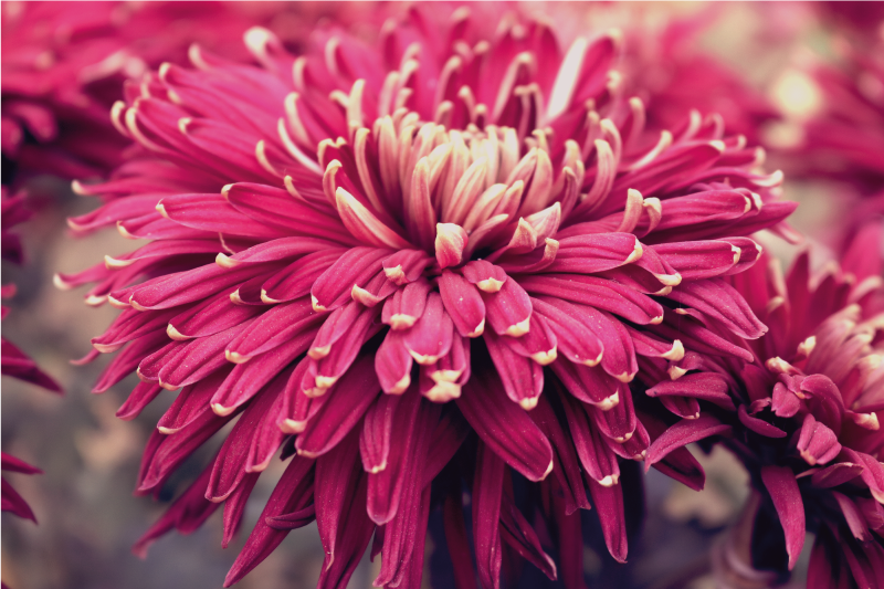 Stora blommor design blommor matta - Tenstickers