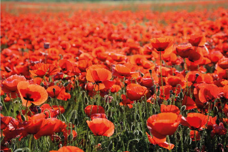 Fält av vallmoblommor blommig matta - Tenstickers