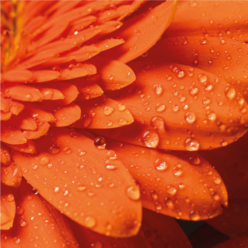 Orange blomma i närbild blommig matta - Tenstickers