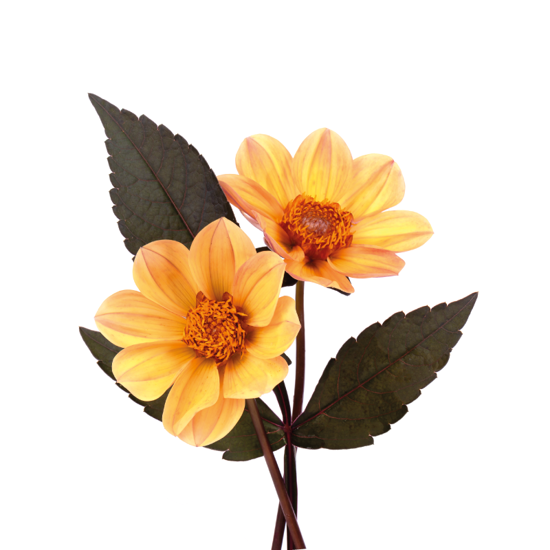 Gula blommor och svarta blad cirkulär matta - Tenstickers