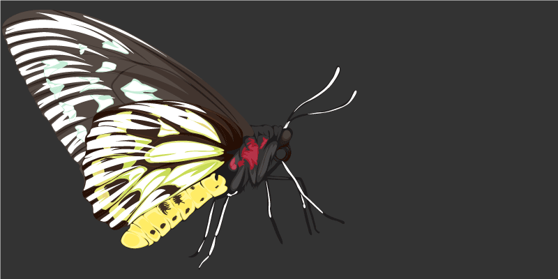 Fjärilsbilder Vinylmatta natur - Tenstickers