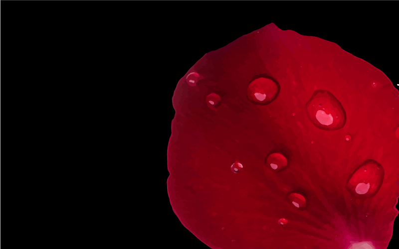 Rött kronblad med vattendroppe blommig matta - Tenstickers