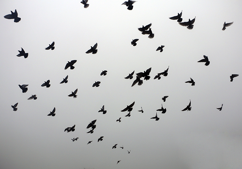 Estetisk bild av fåglar sovrum matta - Tenstickers