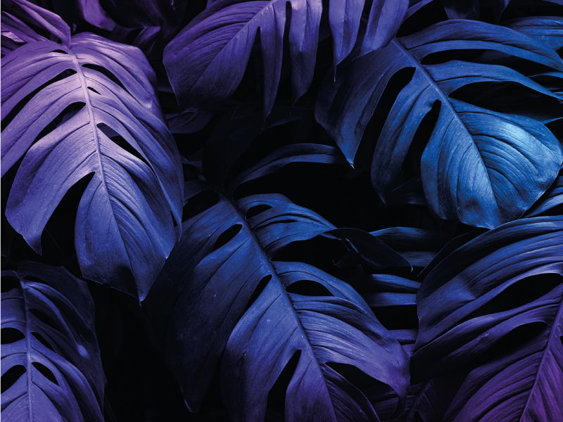 Tropiska löv design Vinylmatta blommor och växter - Tenstickers