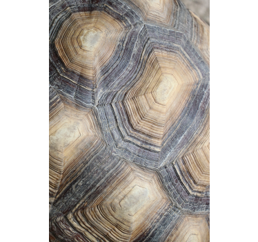 Turtle shell fondtapet vardagsrum - Tenstickers