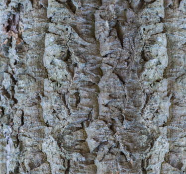 Bark textur Tapet trä - Tenstickers
